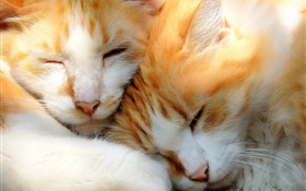 Два котята спят HD обои
