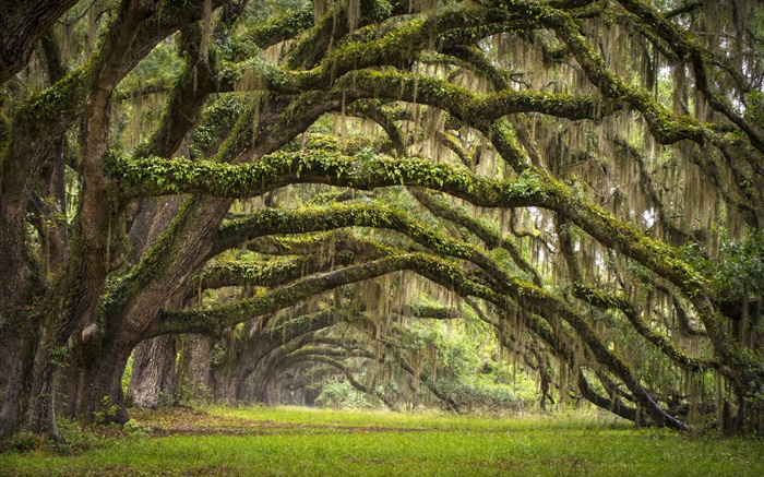 США, Южная Каролина, Чарльстон, дубы, аллея, мох обои,s изображение