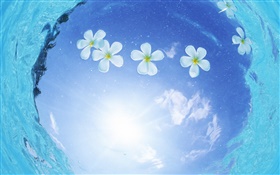 Белые цветы в воде, голубое небо, солнце, Мальдивские о-ва