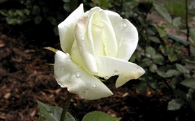 Белые лепестки розы, роса HD обои