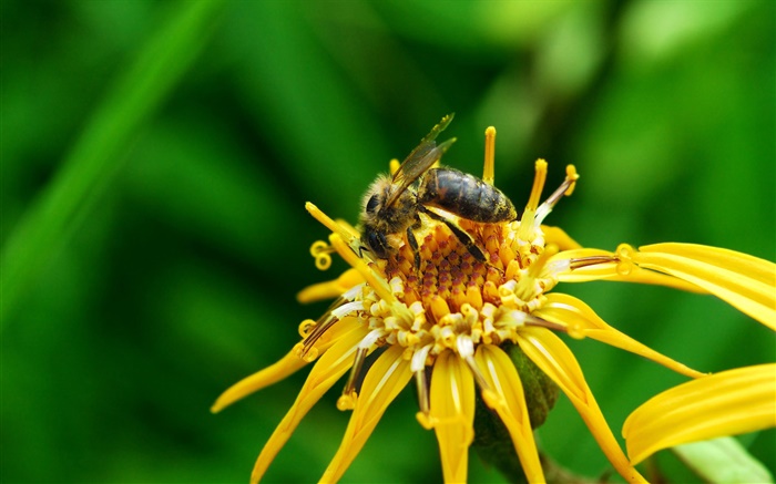 Желтые лепестки цветка, пестик, пчела насекомое обои,s изображение