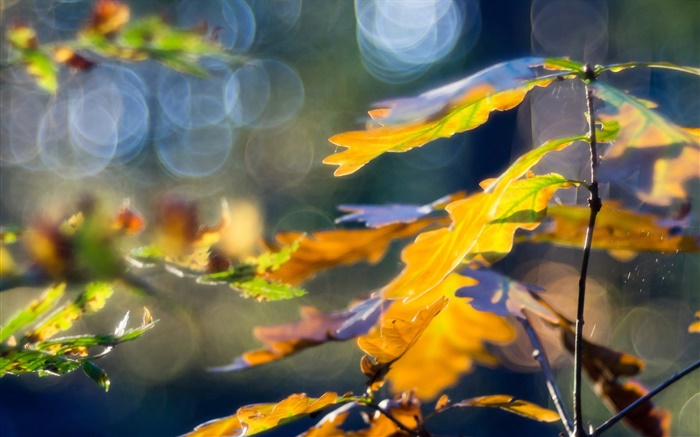 Желтые листья, осень, боке обои,s изображение
