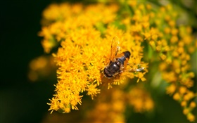Желтые маленькие цветки, пчелы, боке