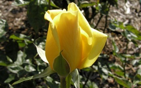 Желтая роза бутон цветка HD обои