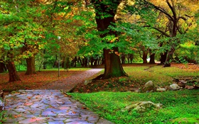 Осенний парк, деревья, дорожки, листья HD обои