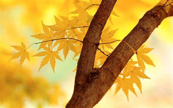 Осень, желтые листья, ветви дерева обои,s изображение