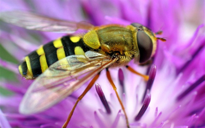 Bee макросъемки, розовый цветок обои,s изображение