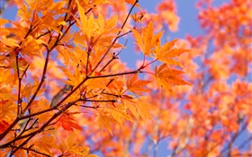 Филиалы, красные листья клена, осень HD обои