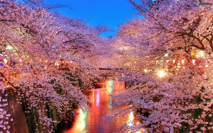 Вишневый цветы в ночное время, река, огни обои,s изображение
