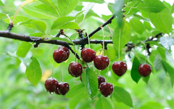 Вишневые деревья, красные вишни, веточки, капли воды обои,s изображение