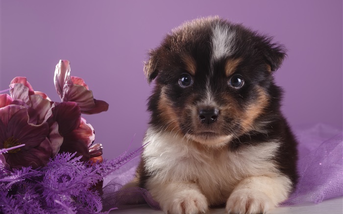 Милый щенок и цветы обои,s изображение