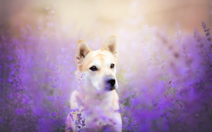 Собака вид спереди, цветы поле обои,s изображение