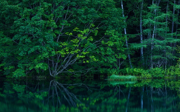Лес, деревья, заросли, озеро обои,s изображение