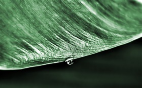 Зеленый лист макро, капли воды, черный фон