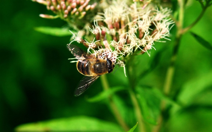 Насекомое пчела, зеленые листья обои,s изображение