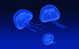 Медузы, синее море