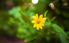 Один желтый цветок крупным планом, зеленый боке