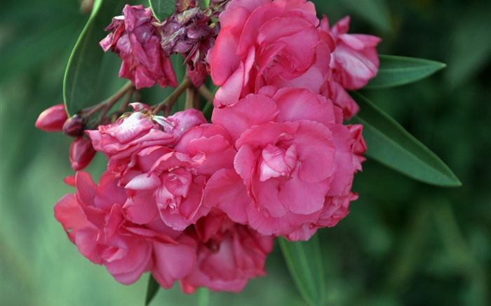 Розовые цветы олеандра обои,s изображение