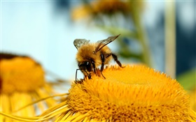 Пестик, цветок, желтый, пчела, макро фотография HD обои