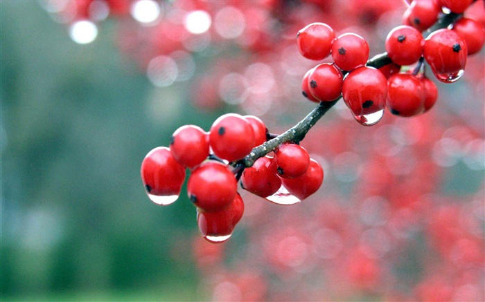 Красные ягоды, веточки, роса обои,s изображение