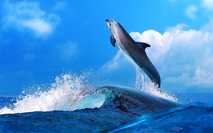 Морские животные, дельфин, прыжок, океан обои,s изображение