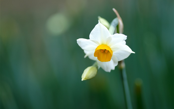 Одноместный нарцисс цветок, белые лепестки обои,s изображение