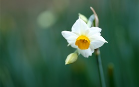 Одноместный нарцисс цветок, белые лепестки HD обои