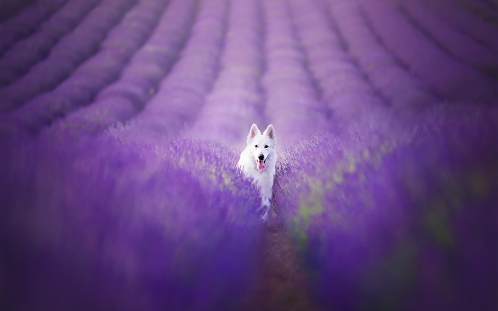Белая собака в поле лаванды обои,s изображение