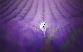 Белая собака в поле лаванды HD обои