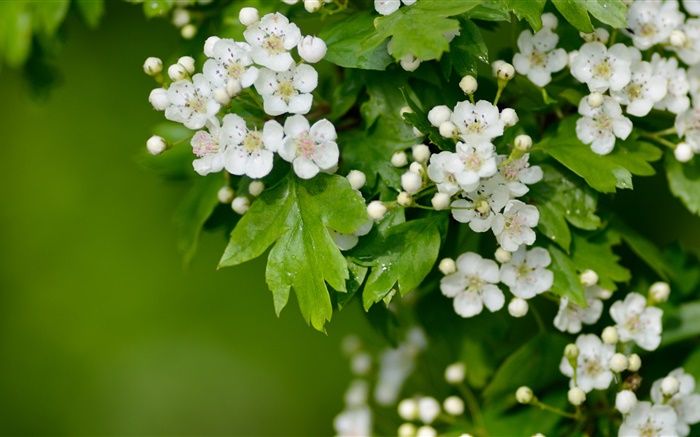 Белые цветы боярышника обои,s изображение