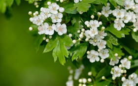Белые цветы боярышника