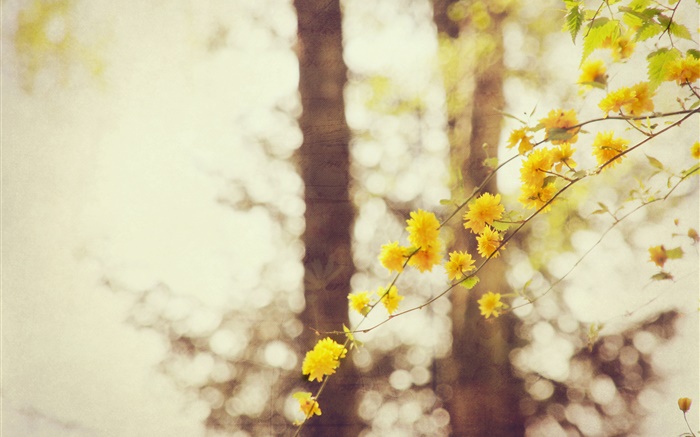 Желтые цветы, ветки, дерево, боке обои,s изображение