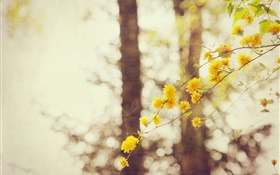 Желтые цветы, ветки, дерево, боке HD обои