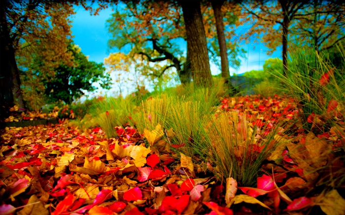 Осень, красный желтые листья на земле обои,s изображение