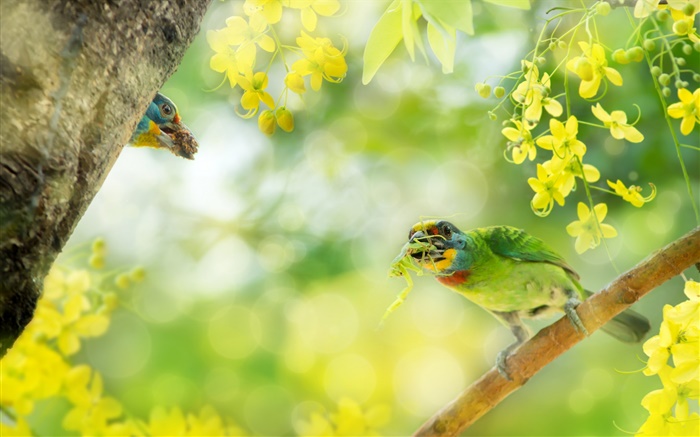 Птица поймать насекомое, цветы, дерево обои,s изображение