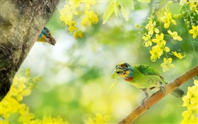 Птица поймать насекомое, цветы, дерево HD обои