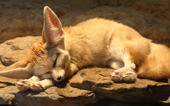 Симпатичные лисы сна, скалы обои,s изображение