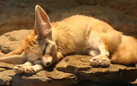 Симпатичные лисы сна, скалы HD обои
