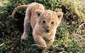 Симпатичный маленький лев в траве HD обои