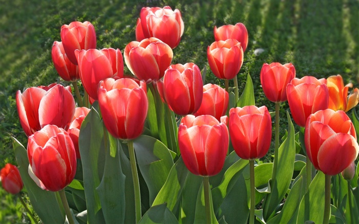 Садовые цветы, красные тюльпаны обои,s изображение