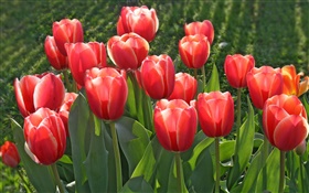 Садовые цветы, красные тюльпаны HD обои