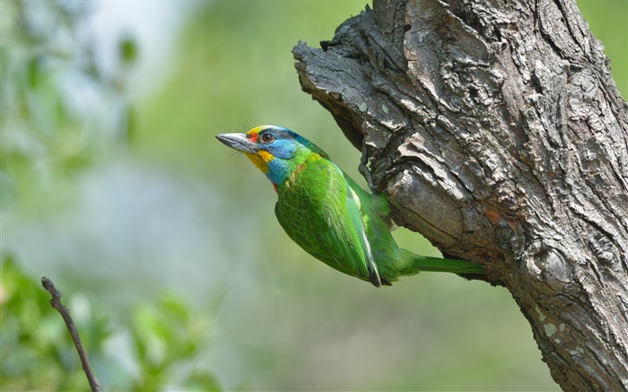Зеленые перья птицы, дерево обои,s изображение