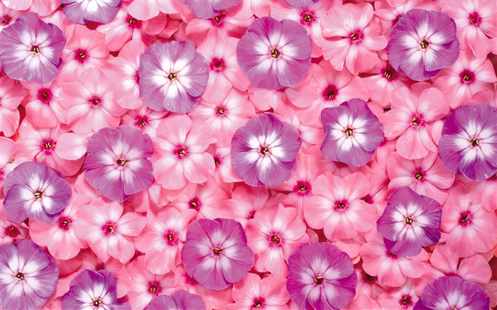 Многие розовые цветы, лепестки обои,s изображение