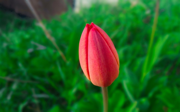 Один красный тюльпан, зеленый фон обои,s изображение