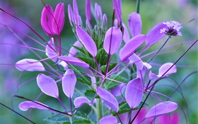 Фиолетовые цветы, лепестки, листья, растения