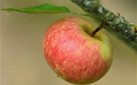Красное яблоко, ветка, дерево HD обои