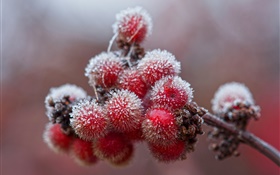 Красные ягоды, кристаллы, лед, мороз
