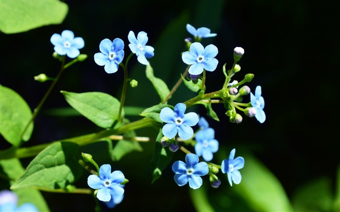 Маленькие синие цветы, черный фон обои,s изображение