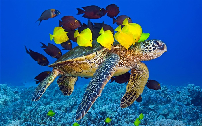 Черепаха под водой, море, тропические рыбы обои,s изображение