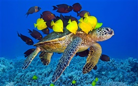 Черепаха под водой, море, тропические рыбы